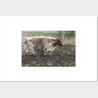 Scottish cattle Posters and Art